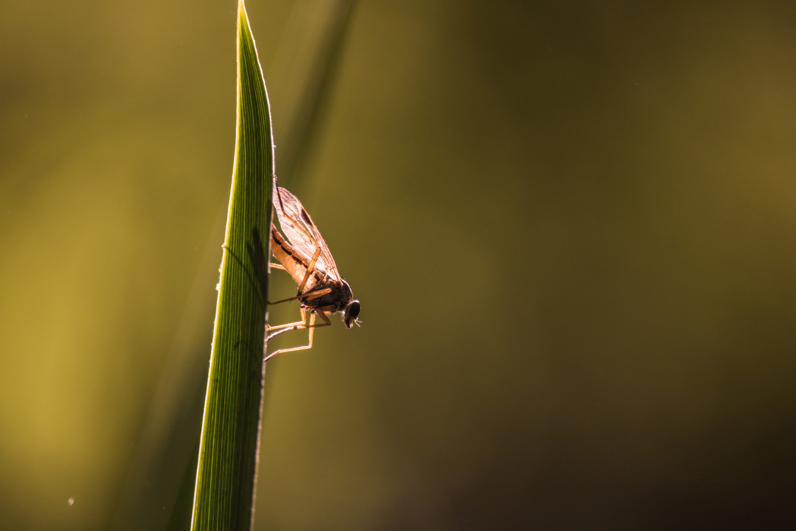 shutterstock 1620769501 scaled What are Midges?