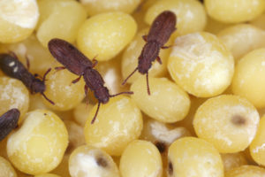 shutterstock 1636199314 The,Sawtoothed,Grain,Beetles,(oryzaephilus,Surinamensis).,Insects,On,Millet,Seeds.
