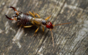 shutterstock 1643976868 Common,Or,European,Earwig,(forficula,Auricularia)