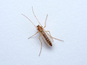 shutterstock 1723515688 A,Non,Biting,Midge,Female.,Chironomus,Plumosus