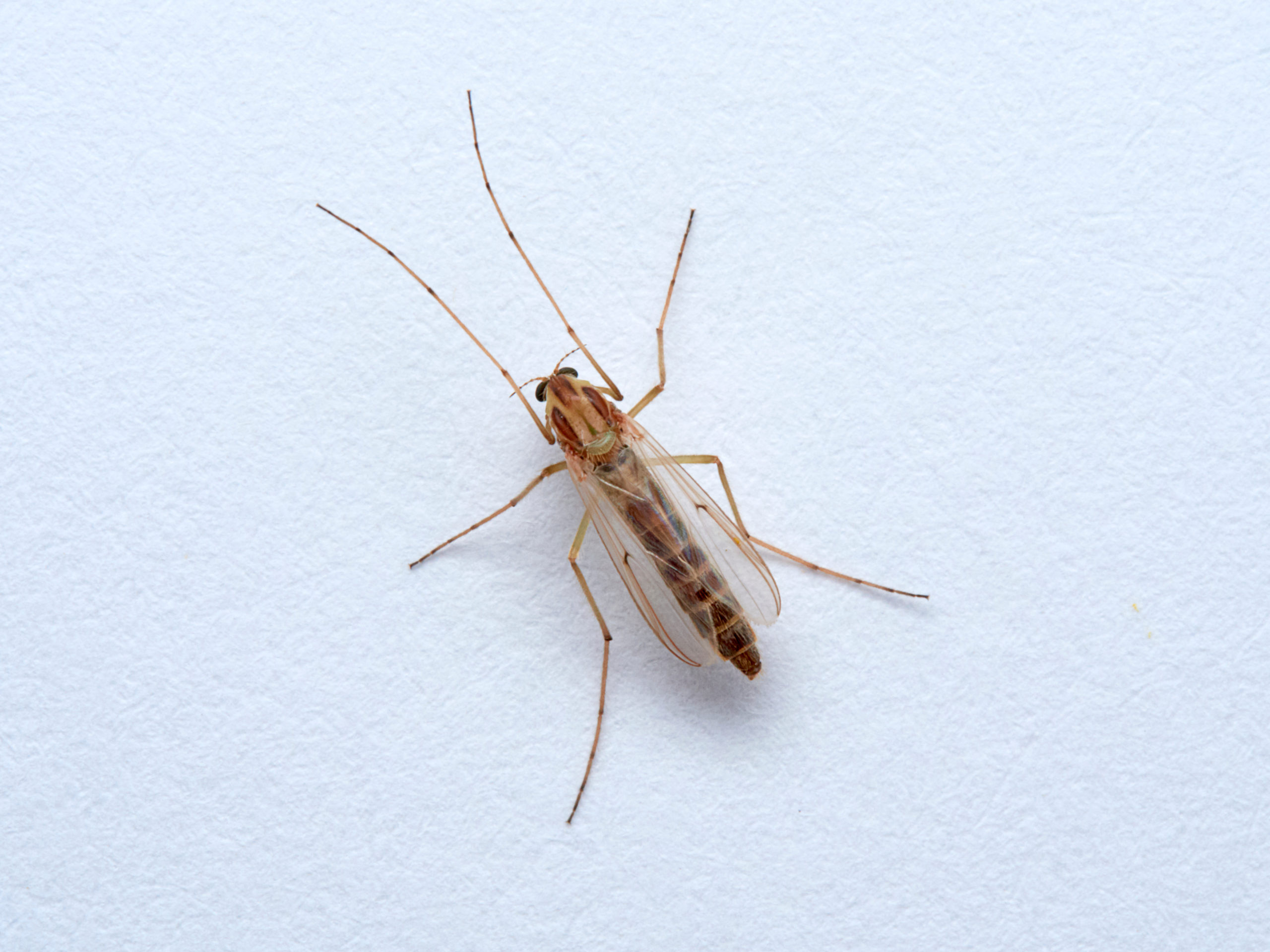 shutterstock 1723515688 scaled What are Midges?