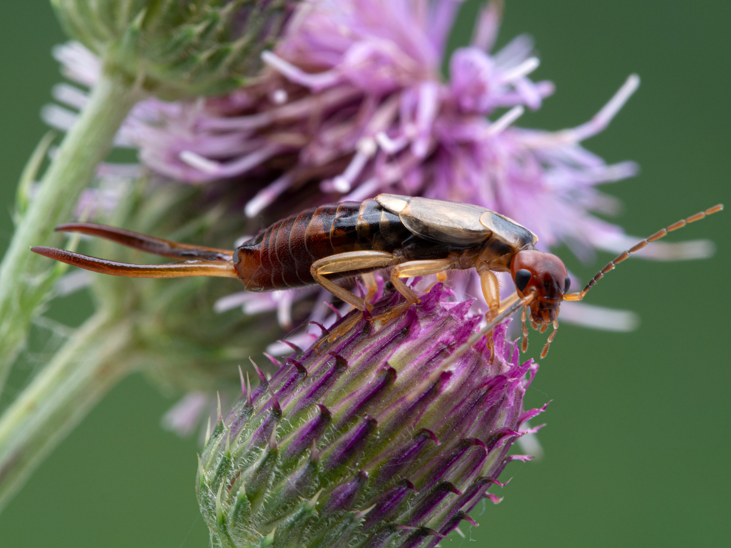 shutterstock 1796516650 scaled Earwigs 101