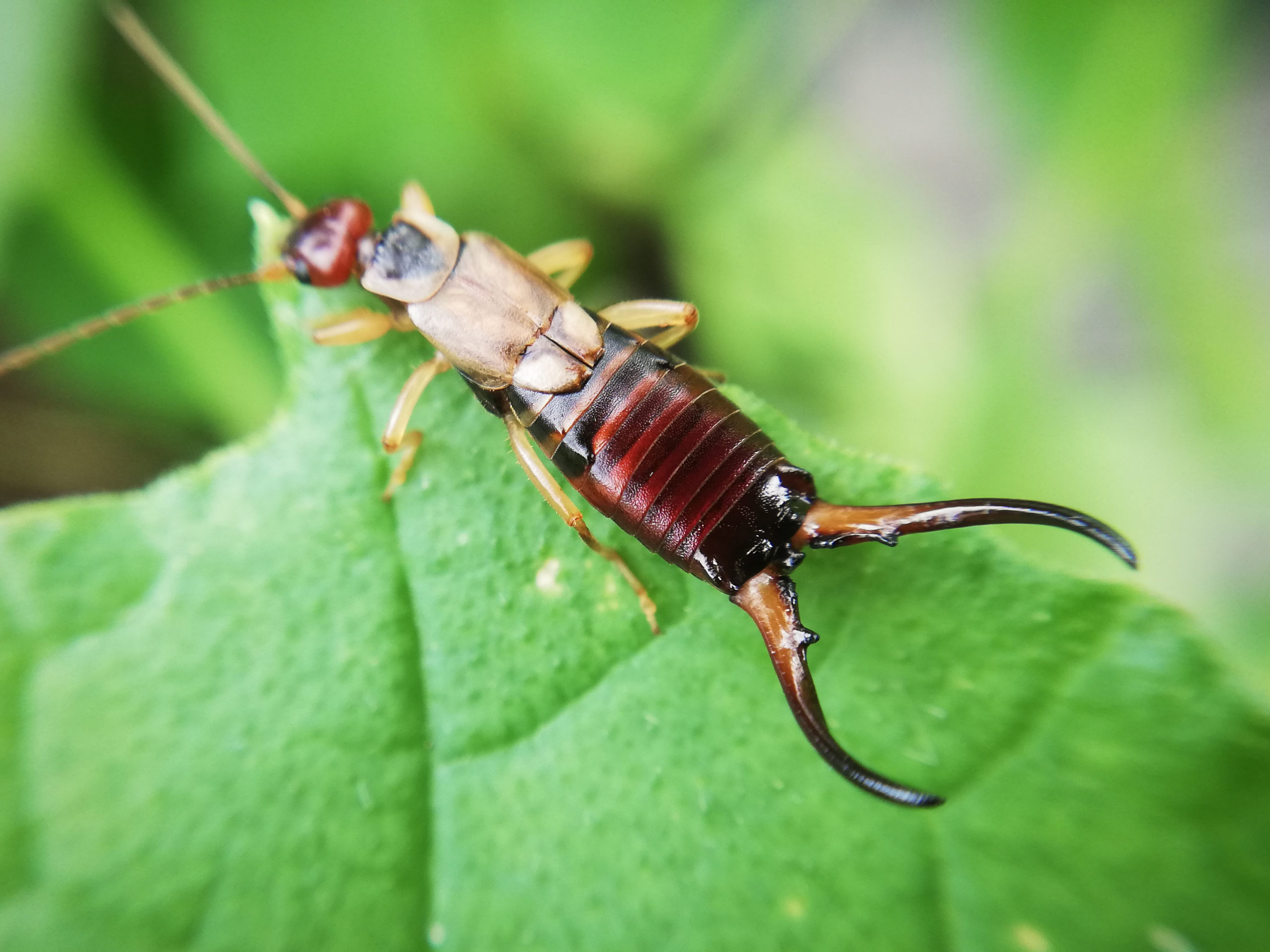 shutterstock 1901512135 scaled Earwigs 101