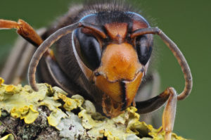 shutterstock 1961707240 Real,Asian,Wasp,,Vespa,Velutina,,Macro,Photo,Detail