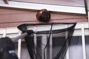 shutterstock 1995295832 Extermination,Of,Hornets.,Nest,Removal,Work.