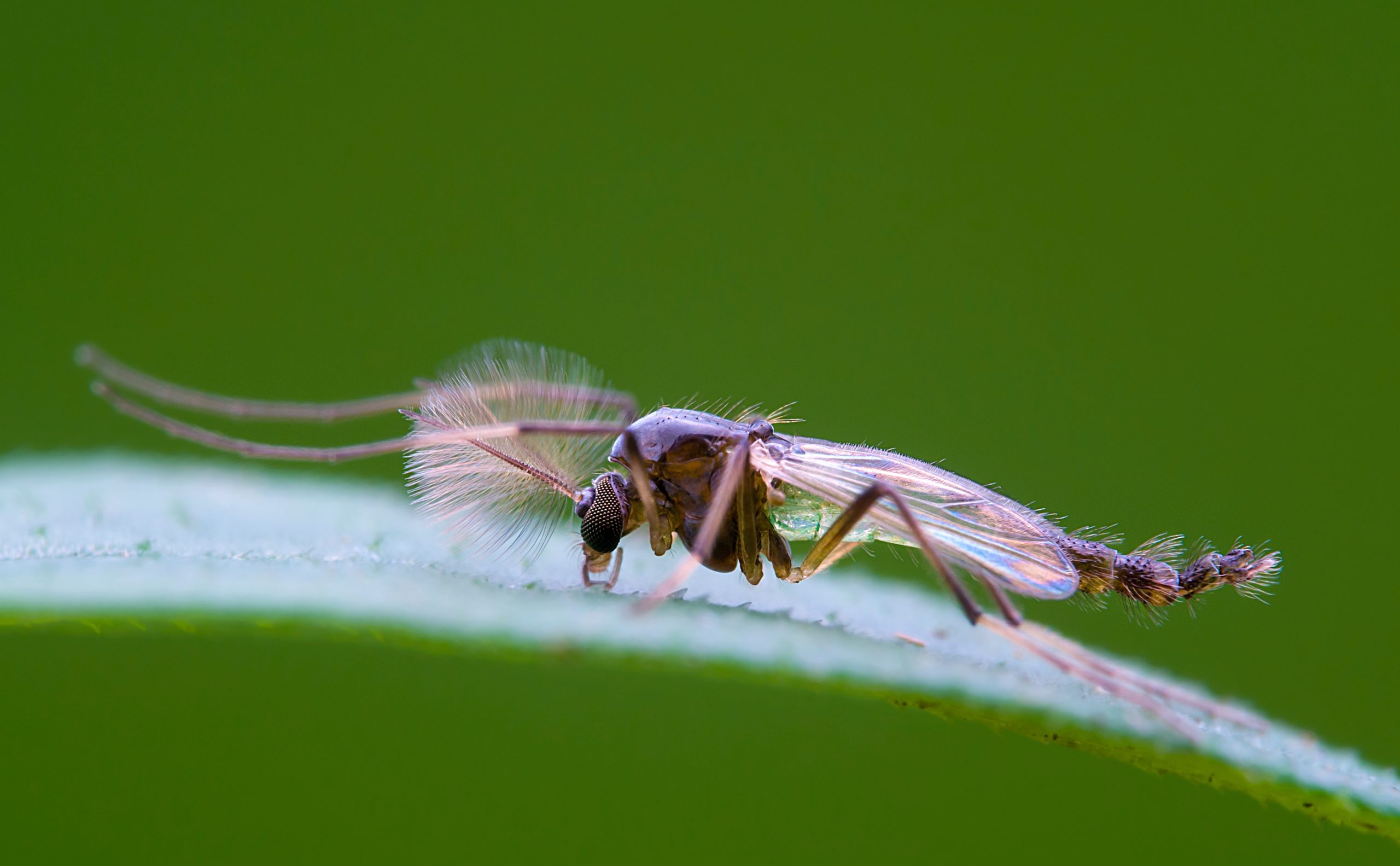 What are Midges? - Pointe Pest Control  Chicago Pest Control and  Exterminator