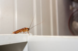 shutterstock 254770015 Close,Up,A,Cockroach,On,White,Cupboard,In,The,Kitchen