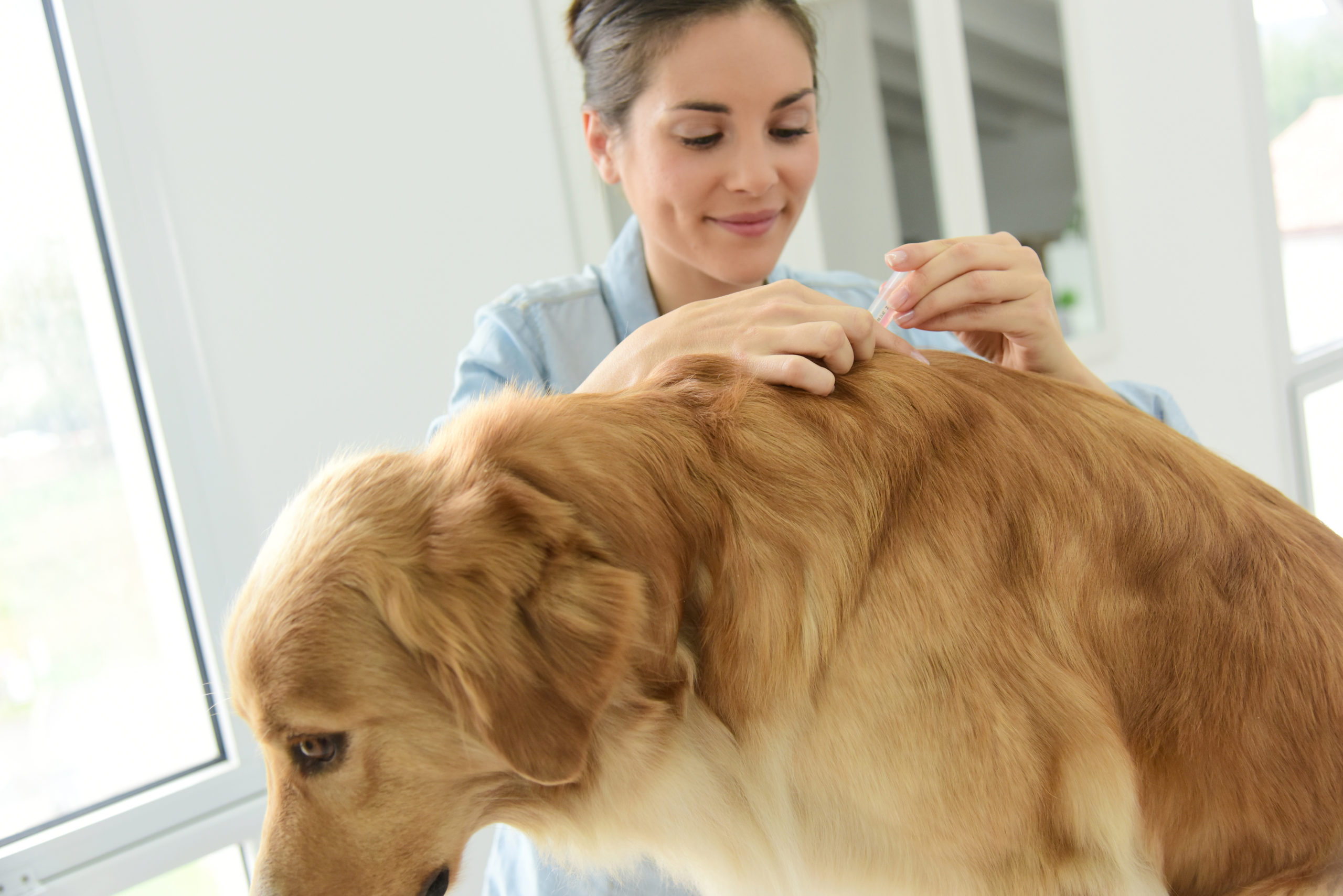 shutterstock 332360267 scaled Flea Treatments