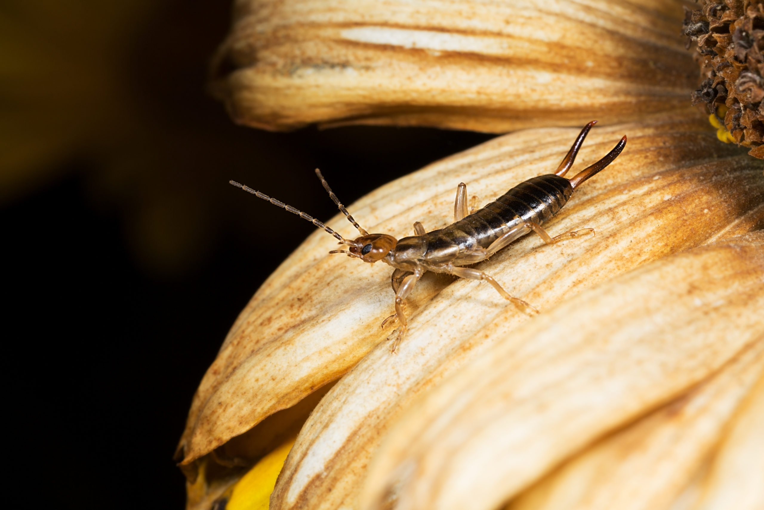 shutterstock 480905500 scaled Earwigs 101