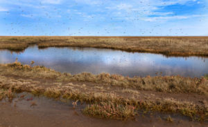 shutterstock 97715507 Mosquitoes,Swarming,Over,Stagnant,Water