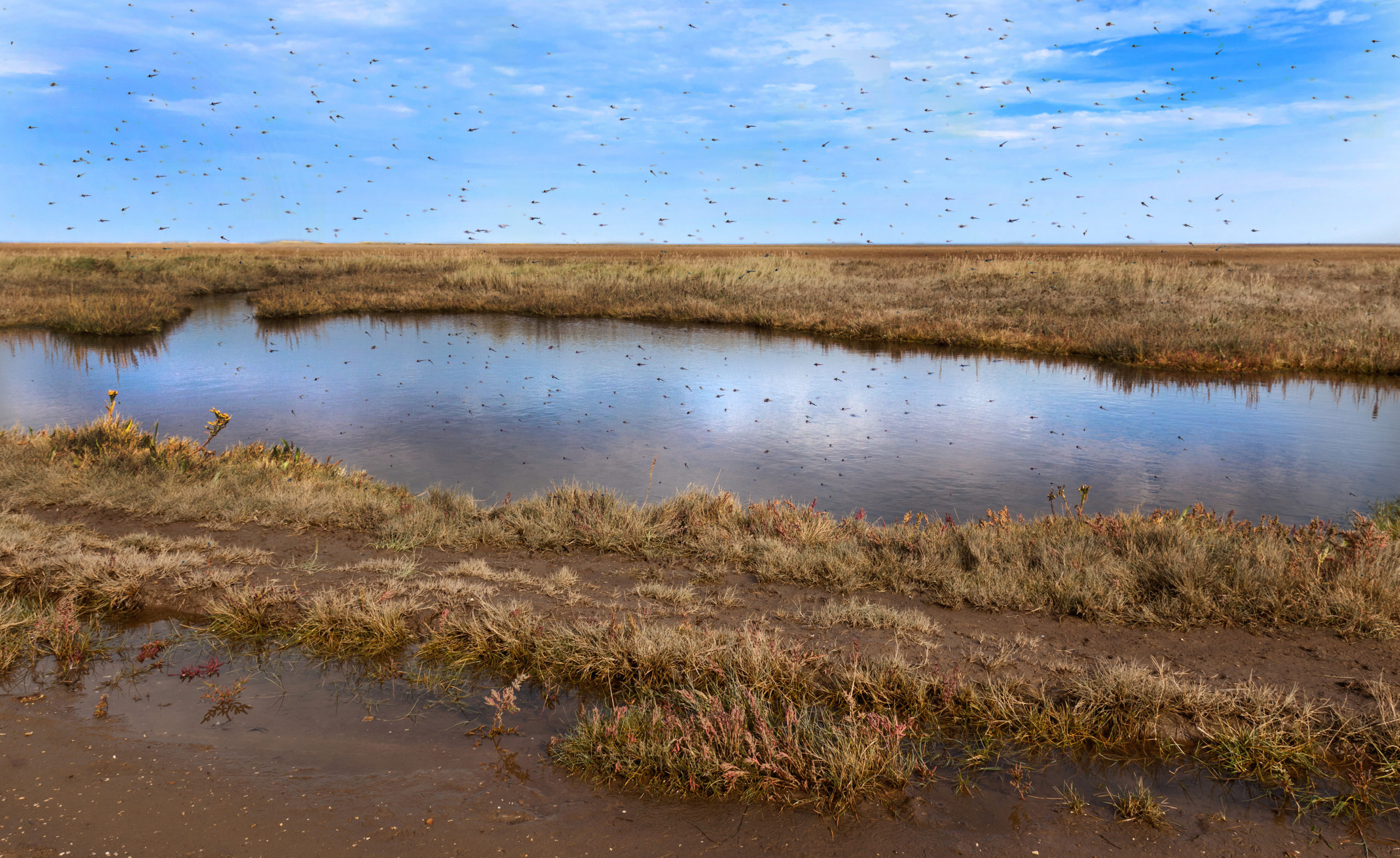 shutterstock 97715507 scaled What are Midges?