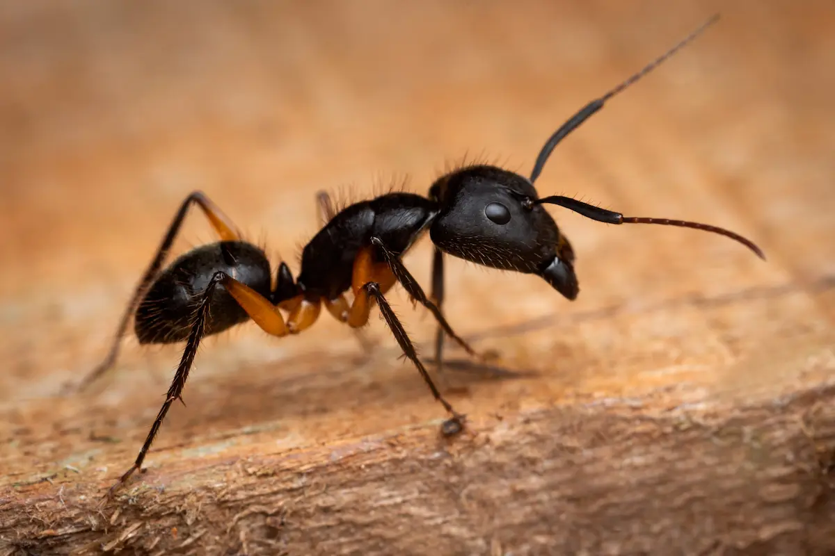 Macro image of a black ant on wood surface
