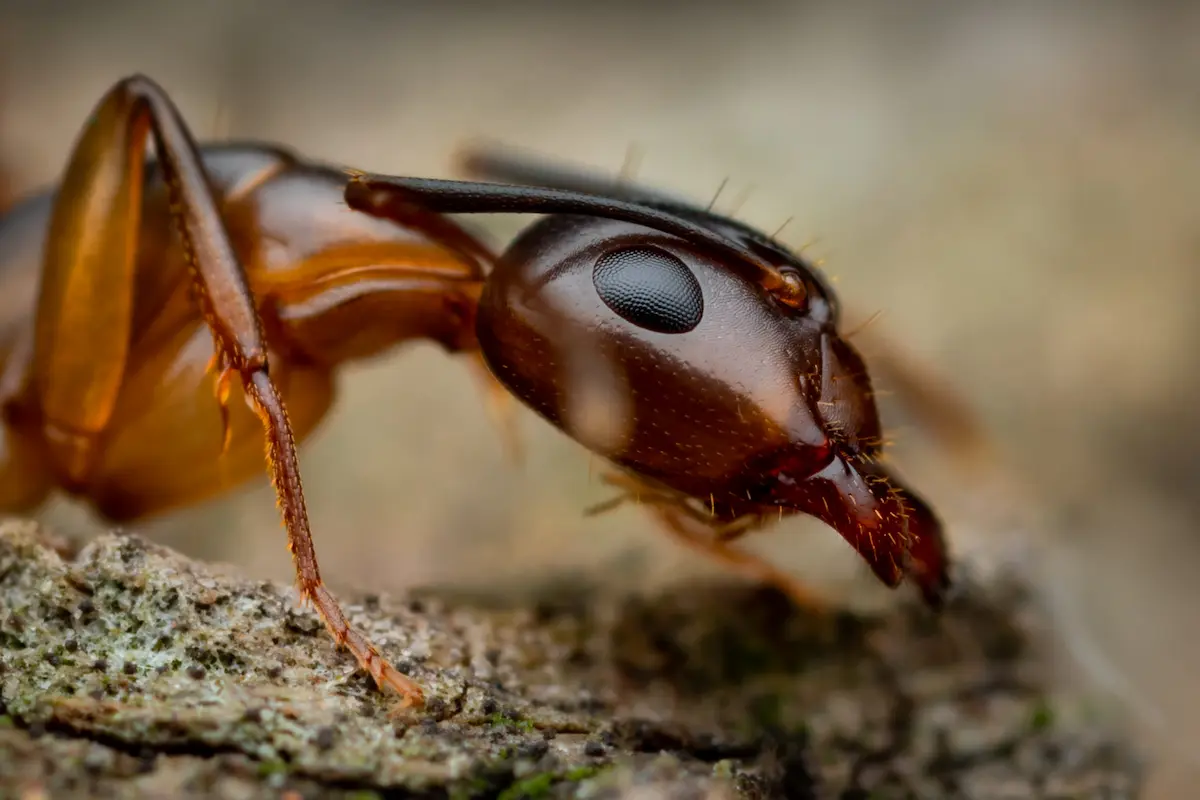 Extreme close-up macro photo of an ant on bark