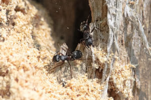 shutterstock 1021837666 Boreal,Carpenter,Ants,Constructing,Their,Nest,In,A,Tree