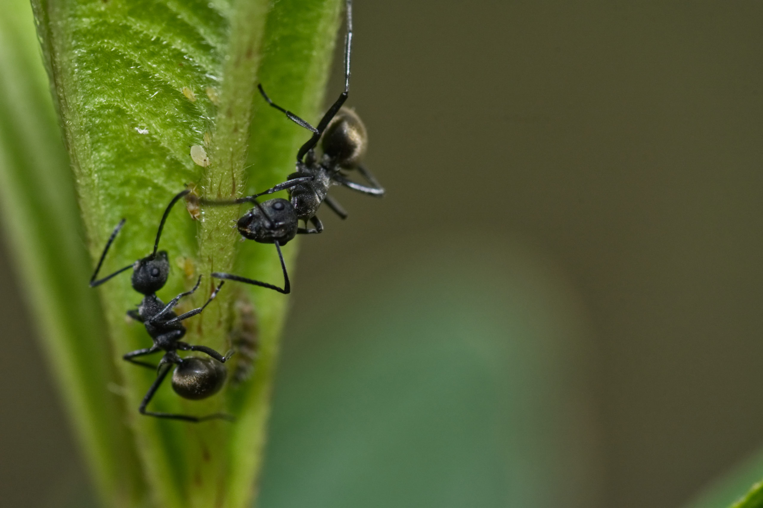 shutterstock 1054367321 scaled 5 Most Common Ant Species in the United States