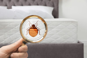 shutterstock 1342059257 Woman,With,Magnifying,Glass,Detecting,Bed,Bugs,On,Mattress,,Closeup