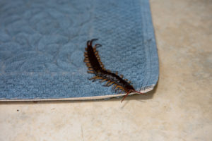 shutterstock 1392908762 The,Big,Black,Centipede,Climbing,On,The,Foot,Towel,In