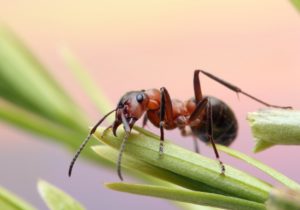 shutterstock 1402798436 1 Ant runs quickly in the grass, clinging to the blades of grass.