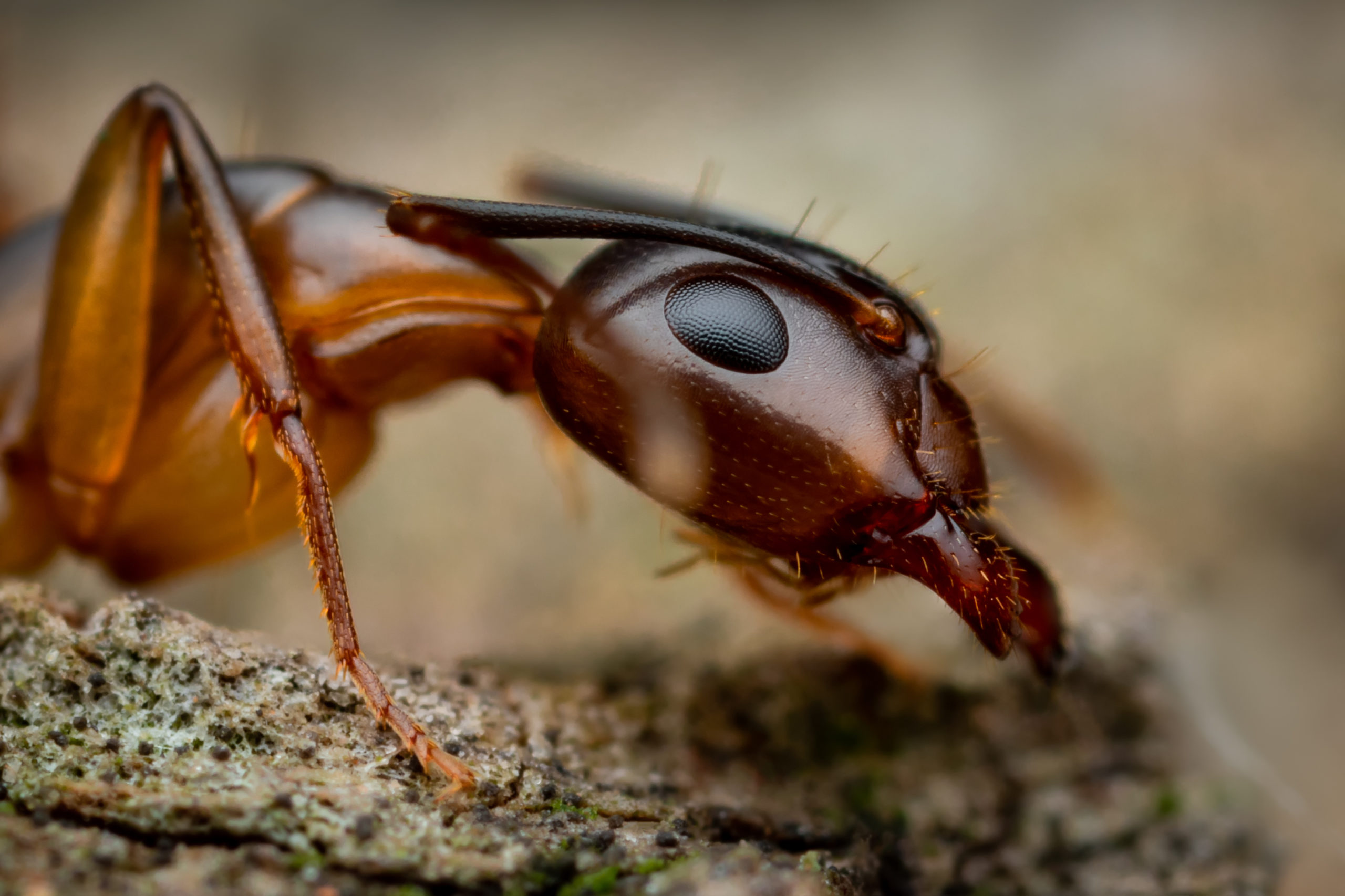 shutterstock 1414101242 scaled Most Common Pests and Where They Like to Infest