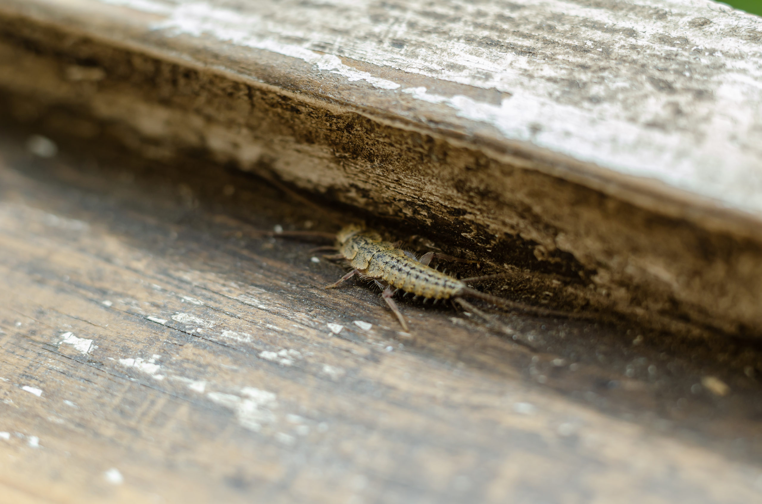 shutterstock 1581734245 scaled Most Common Pests and Where They Like to Infest