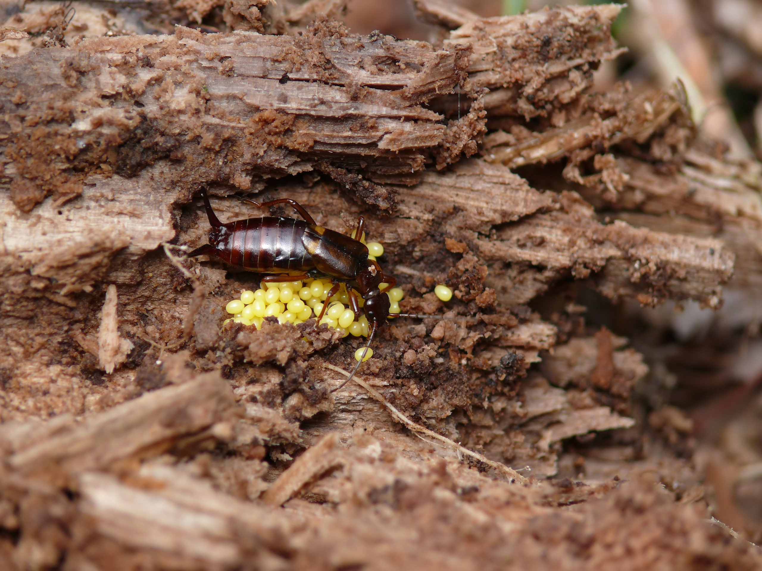 shutterstock 1683595927 scaled Most Common Pests and Where They Like to Infest