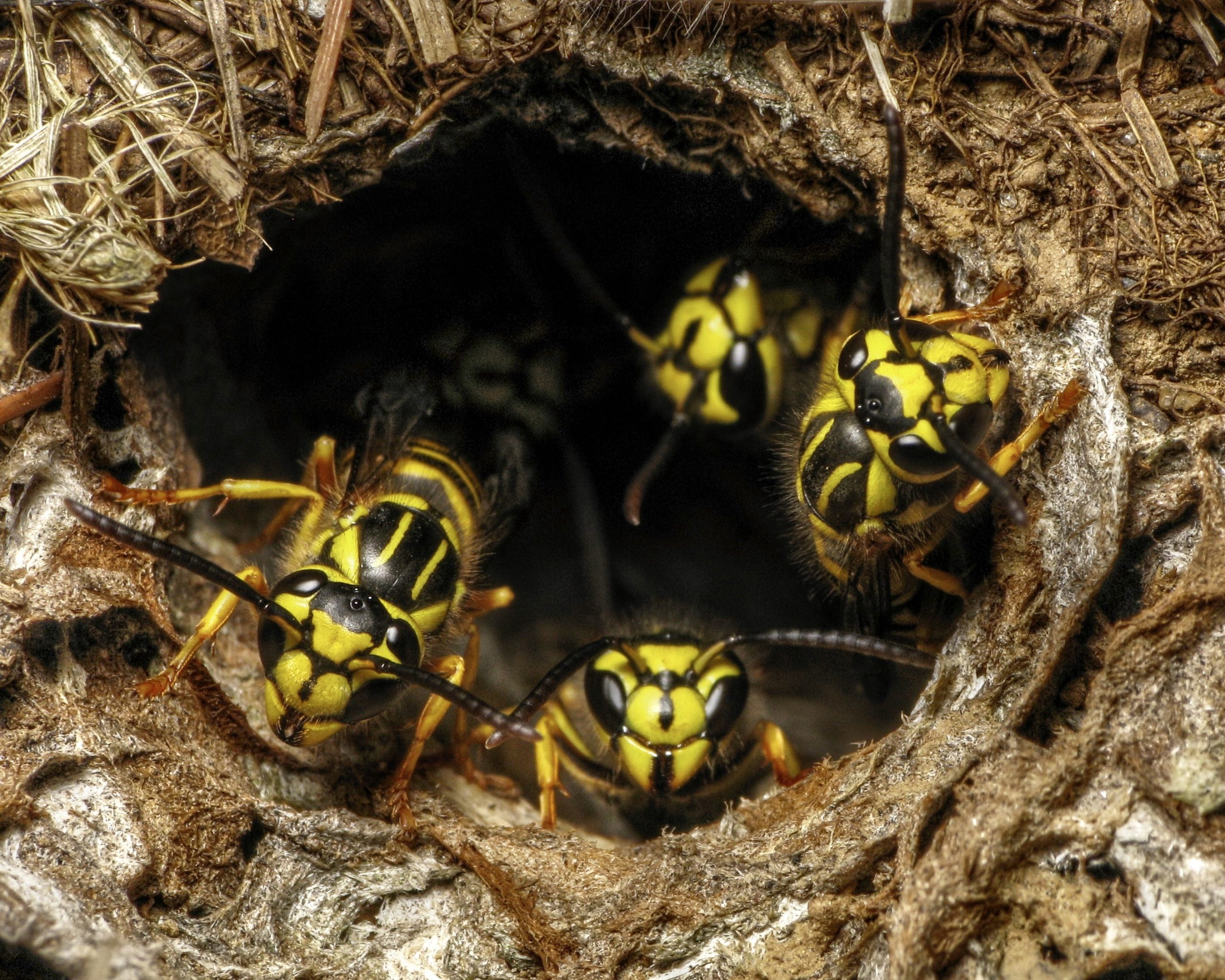 shutterstock 482262382 scaled Most Common Pests and Where They Like to Infest