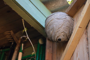 shutterstock 498915259 Empty,Wasp's,Nest,Stuck,To,The,Wooden,Door,Of,The