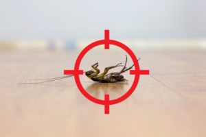 shutterstock 516876322 Gun,Target,To,Kill,Cockroach,,,Pest,Control,Service,Concept