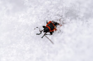 shutterstock 545008684 The,Firebug,,Pyrrhocoris,Apterus,After,The,Winter,Thaw