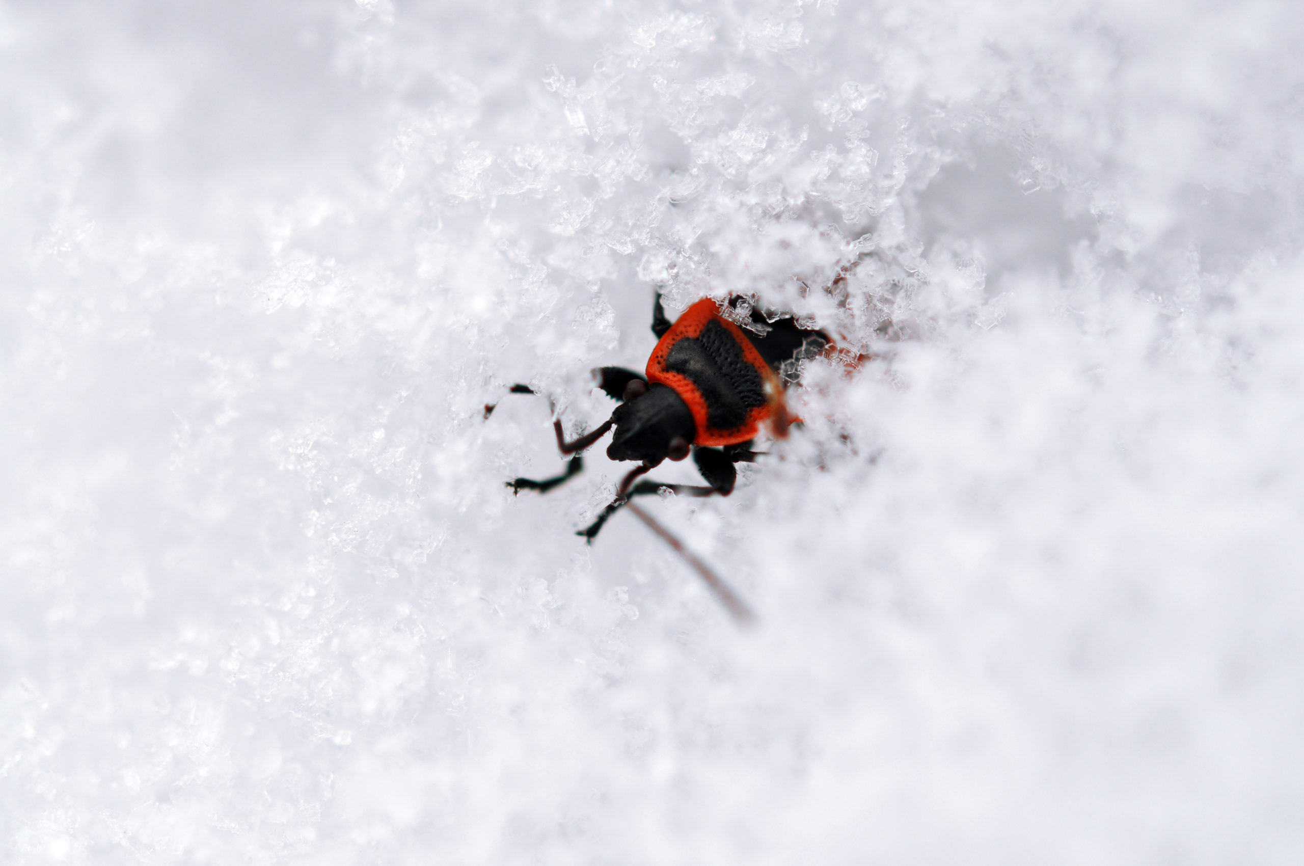 shutterstock 545008684 scaled Holiday Decorating and Pests