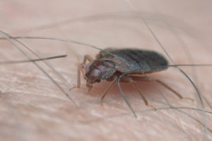 shutterstock 729822571 Bed,Bug,Sucking,Blood