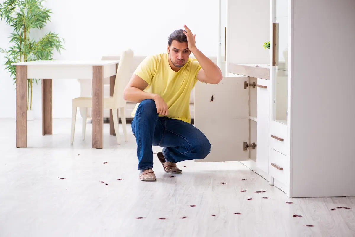 Frustrated person noticing cockroaches inside the house
