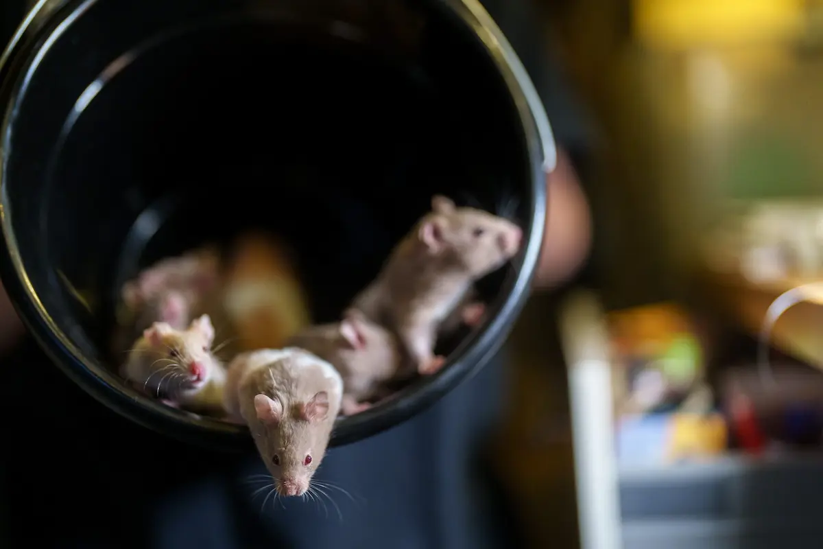 Several mice inside a black trash bin in an indoor setting.