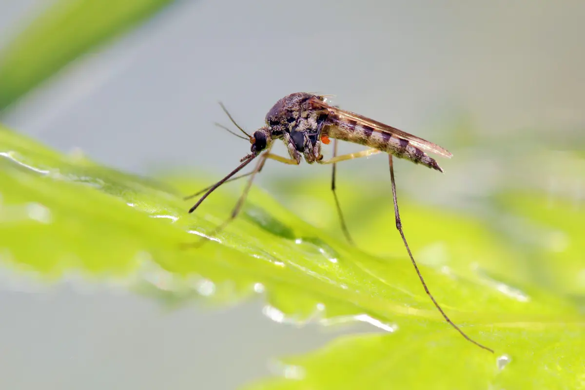 Close-up macro image of a mosquito resting on a green leaf.