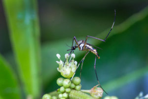 shutterstock 1152169232 Mosquitoes,Are,Sucking,Nectar,From,Flowers.