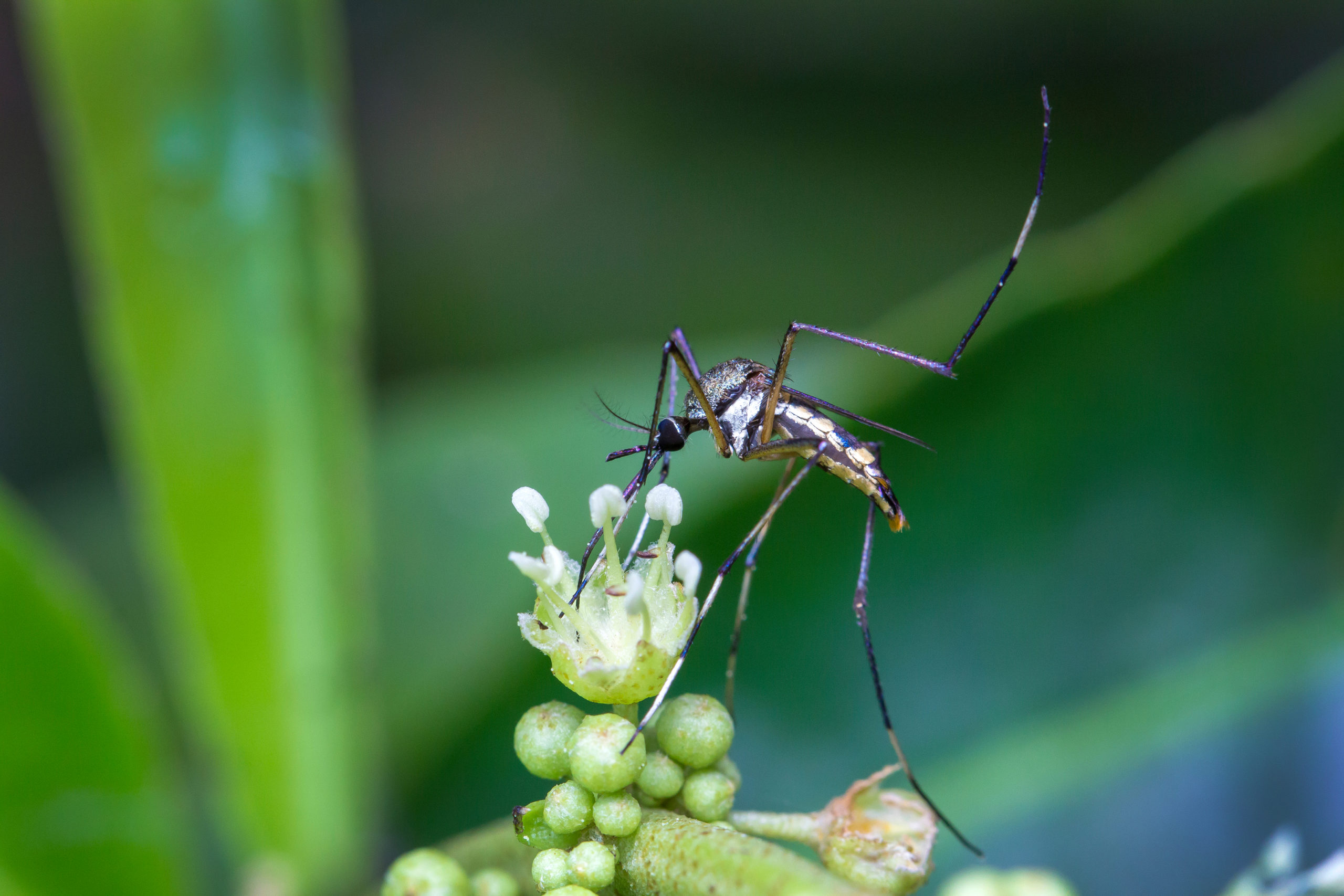 shutterstock 1152169232 scaled Mosquitos Can Be Helpful!?