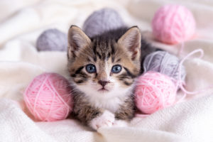 shutterstock 1917408059 Striped,Cat,Playing,With,Pink,And,Grey,Balls,Skeins,Of
