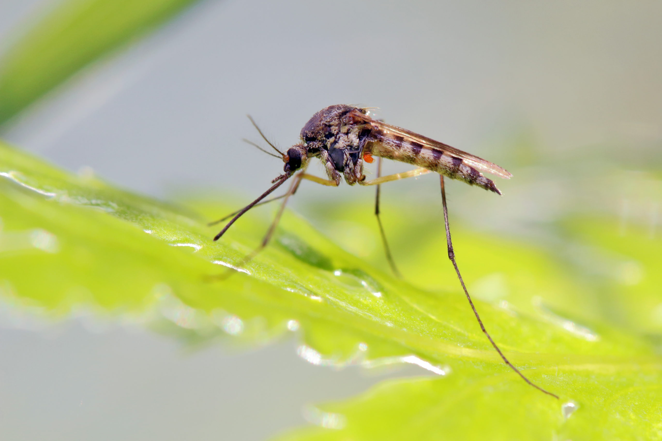 shutterstock 1931133827 scaled Mosquitos Can Be Helpful!?