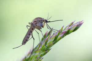 shutterstock 1931133833 Mosquito,Resting,On,The,Grass.,Male,And,Female,Mosquitoes,Feed