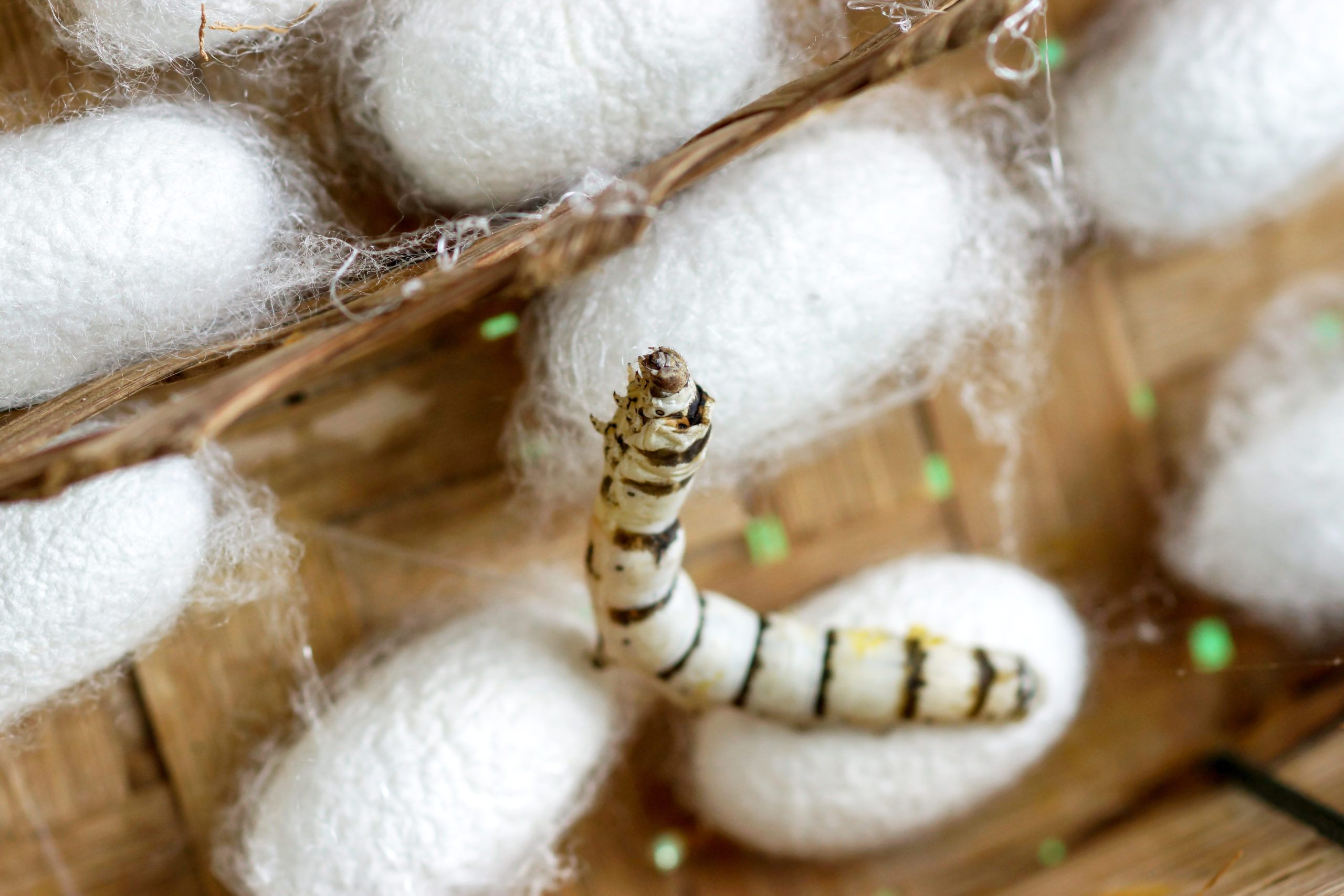shutterstock 213609109 scaled Significant Pests and Insects in History