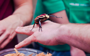 shutterstock 283128773 Giant,Beetle,,Goliathus,Giganteus,-,Walking,On,Hand,During,Animal