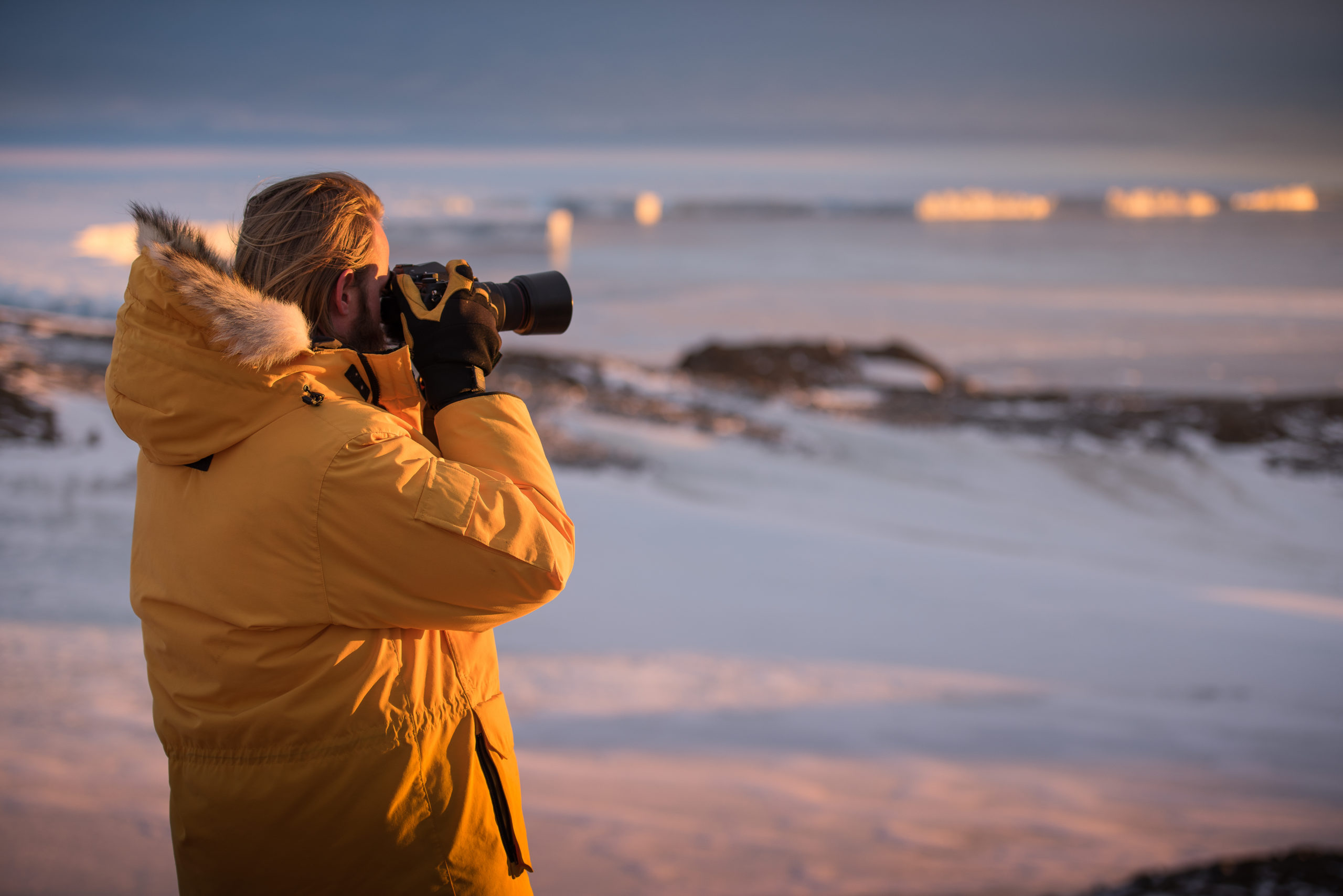shutterstock 612178874 scaled Antarctica's Amazing Insect