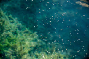 shutterstock 750322003 A,Swarm,Of,Mosquitoes,Against,The,Backdrop,Of,A,Lake