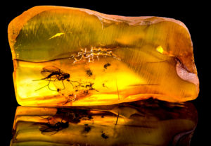 shutterstock 764363773 Amazing,Baltic,Amber,With,Frozen,In,This,Piece,A,Mosquito,