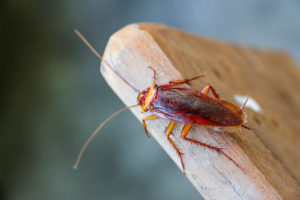 cockroach cover Cockroach,On,Wooden