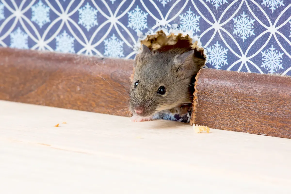 House mouse peeking through a chewed hole in wooden baseboard