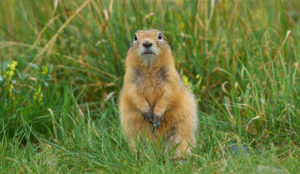 shutterstock 1058591150 1 Gopher,Sitting,In,The,Summer,Grass