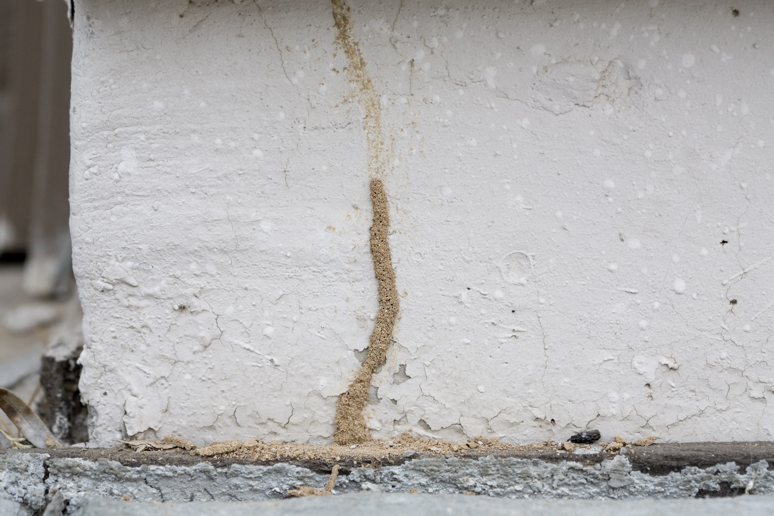 termite mud tube scaled The Truth About Termites