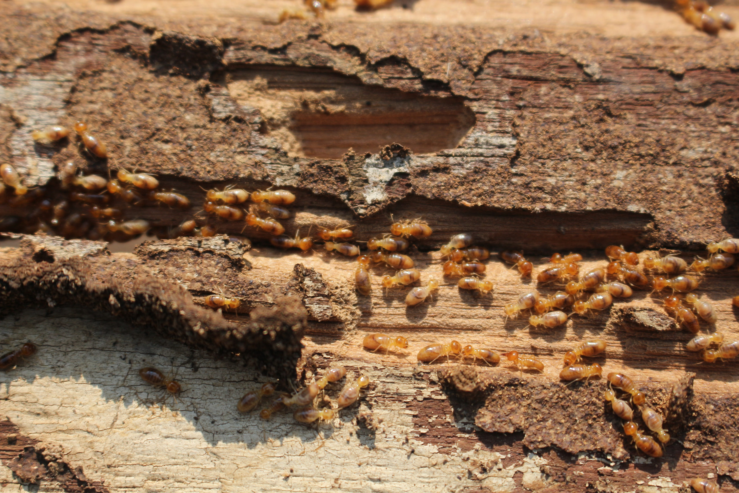 termites cover scaled The Truth About Termites