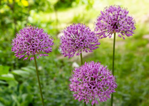 alliums Allium,Giganteum,Blooming.,Few,Balls,Of,Blossoming,Allium,Flowers.,Beautiful